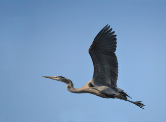 Obraz premium Great Blue Heron Taking Flight