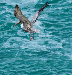 Fototapeta premium Brown Pelican Aloft over Pacific Ocean, La Jolla, California