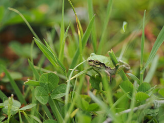 草むらの中のアマガエル