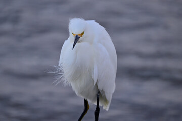 A grumpy snowy egret