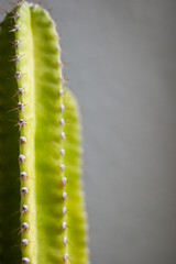 Close up the torns of a Cereus Cactus which is suitably grown at home