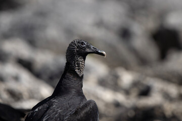 crow on the ground