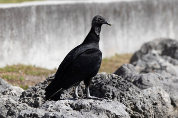 crow on the ground