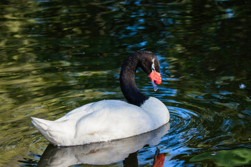 duck, swan, 