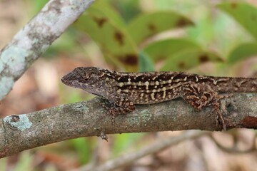 Tropical lizard resting on a tree branch in Florida wild, closeup