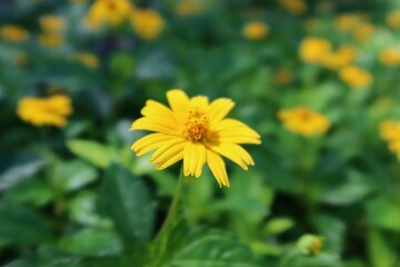 Yellow sphagneticola flowers in Florida nature, closeup