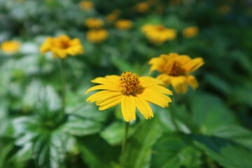 Yellow sphagneticola flowers in Florida nature, closeup