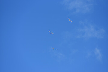 Bird watching, red-crowned crane, in
 winter