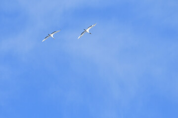 Bird watching, red-crowned crane, in
 winter