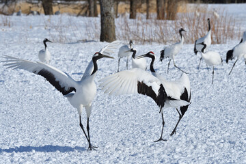 Bird watching, red-crowned crane, in
 winter