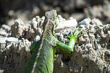 Lizard in nature