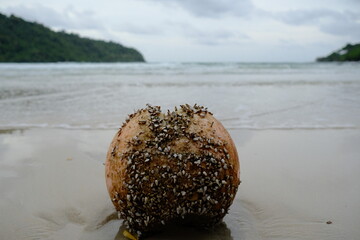 coconut on the beach