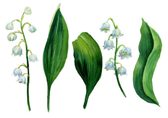 Fototapeta Watercolor set lily of the valley, white flowers and green leaves isolated. Botany Illustration of first spring flower in natural style. Design for covers, packaging, fabric, season offer. obraz