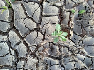 dry cracked earth