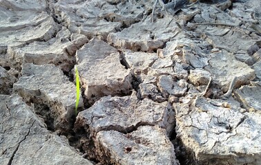 clay soil that has cracked due to drought