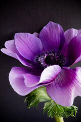 Naklejka premium pink and purple