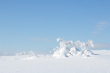 Fototapeta na wymiar Frozen snow covered trees in winter landscape, Hokkaido, Japan