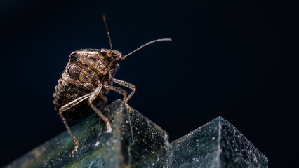 Brown Stink Bug (Marmorated) on top of float glass in shop and black nature background.