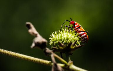 Red bugs on a green flower in the garden. Macro photography.