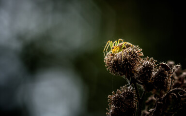 Fototapeta premium Striped Lynx Spider (Oxyopes salticus) on die or brown flower with nature blurred background.