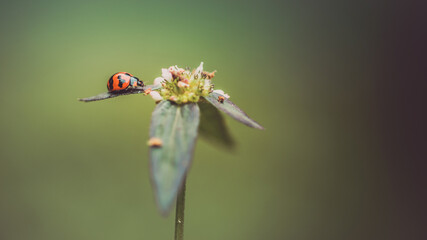 Red ladybug sitting on leave and wild flower in morning, Nature blurred background.