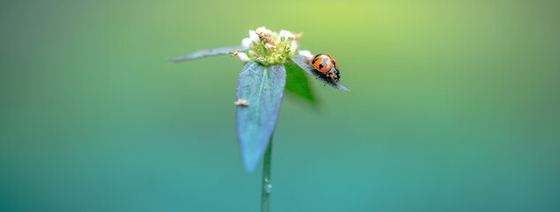 Red ladybug sitting on leave and wild flower in morning, Nature blurred background.