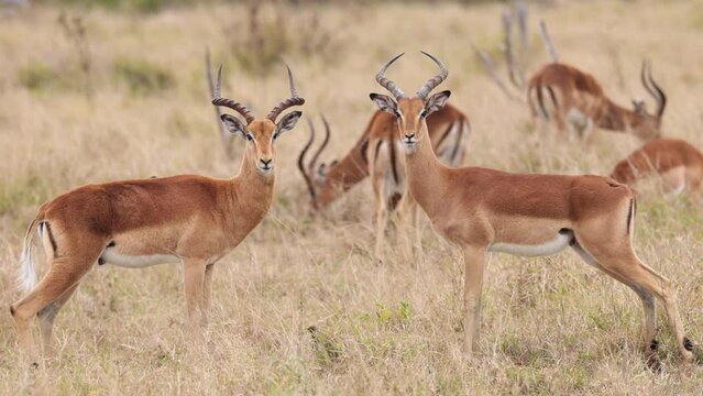 Pair Of African Impala Antelope Turn To Camera