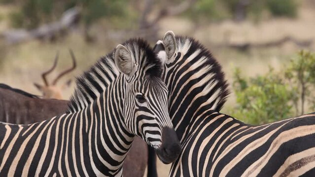 Zebras Nibble On Each Other