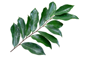 Agarwood branch with green leaves isolated on white background