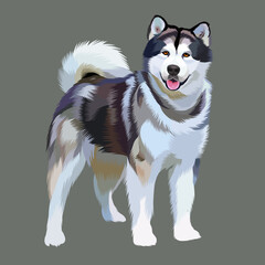 Alaskan malamute siberian husky vector © Noviangraphic