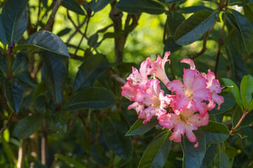 Pink and White Flowers in Sunlight with a Dark Green Background.