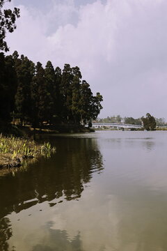 beautiful pine forest, lake and mirik hill station, located on himalayan foothills near darjeeling in west bengal, india