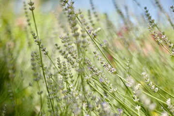  Lavender backgrounds. Blooming field. Meadow. Aromatherapy. SPA. Close-up flowers and grass and sky.