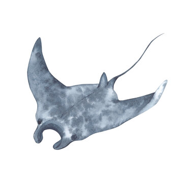 Spotted manta ray, underwater creature, sea devil, side view. Hand-drawn watercolor illustration.