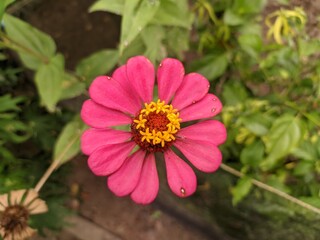 pink zinnia elegans flower with natural green background.