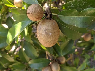 Manilkara zapota on the tree 