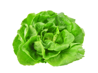 Green butterhead lettuce isolated on transparent background. PNG
