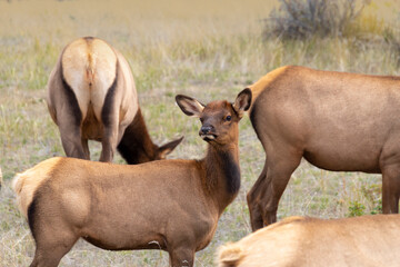 young elk among herd
