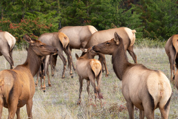 Naklejka na ściany i meble herd of elk grazing