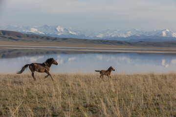 horses on the lake