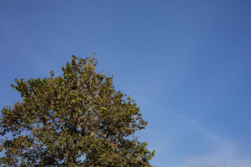 Red and green trees and bright sky background view