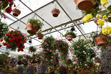 Fototapeta na wymiar Hanging flower pots