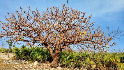 tree in the sky
