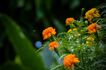 Close Up Sweet View Orange Blooming Flowers And Leaves Of Marigold Or Tagetes Flower With Flying Insects