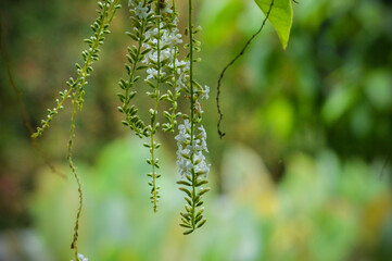 Close Up Natural View Hanging Fruit Tree Flowers In The Garden With Blurry Background