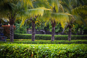 Fototapeta na wymiar Natural Landscape View Fresh Green Of Coconut Trees In The Garden Park