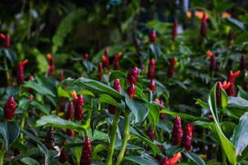 Natural Sweet View Red Flower Of Crepe Ginger Flower Or Cheilocostus Speciosus Plants In The Garden