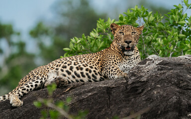 Sri Lankan leopard cub sitting on a rock. A leopard cub in the nature habitat in Yala National Park in Sri Lanka.
