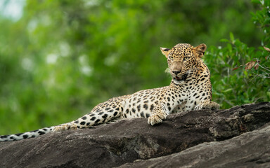 Sri Lankan leopard cub sitting on a rock. A leopard cub in the nature habitat in Yala National Park in Sri Lanka. - obrazy, fototapety, plakaty