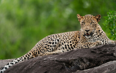 Fototapeta na wymiar Sri Lankan leopard cub sitting on a rock. A leopard cub in the nature habitat in Yala National Park in Sri Lanka.